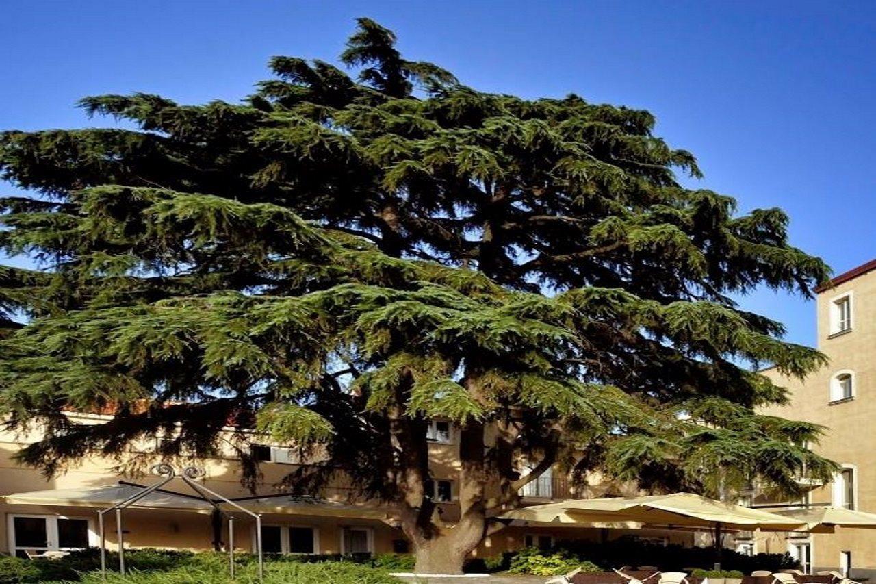 Relais Villa Buonanno Cercola Bagian luar foto
